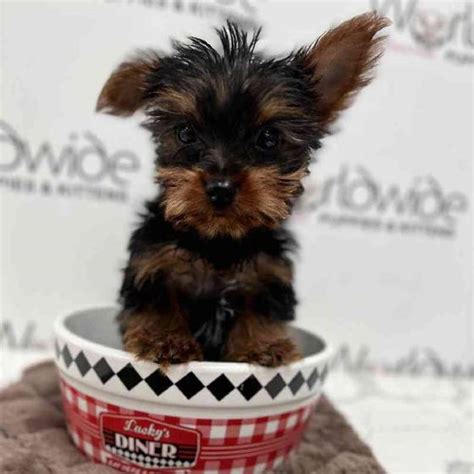 Yorkie Puppy For Sale Worldwide Puppies And Kittens