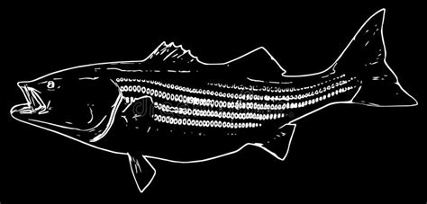 Bass Fishing Striped Stock Illustrations 337 Bass Fishing Striped