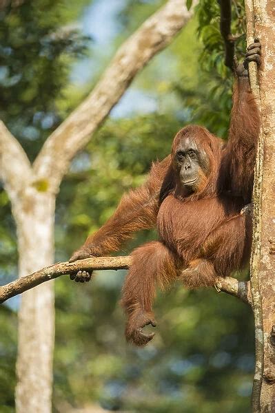Female Bornean Orangutan Pongo Pygmaeus Sitting In A Tree Photos