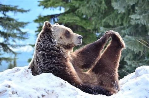 9 Bears Practicing Yoga Bear Yoga Animals