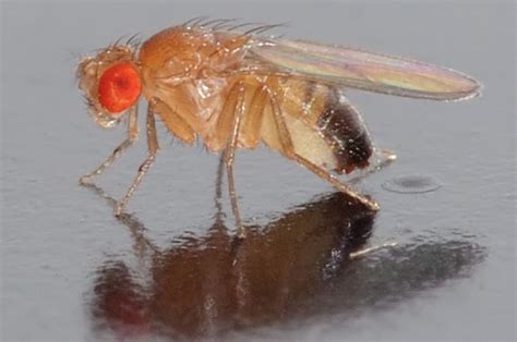 Unusual Labmates Fruit Flies Mit Department Of Biology