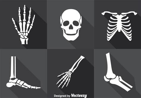 Human Skeleton Vector Set 121757 Vector Art At Vecteezy