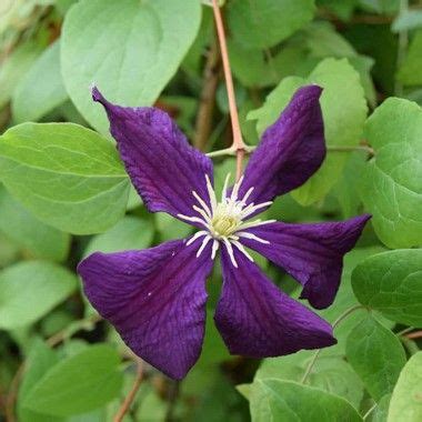 Check spelling or type a new query. Clematis 'Etoile Violette' | Clematis, Small flowers, Flowers