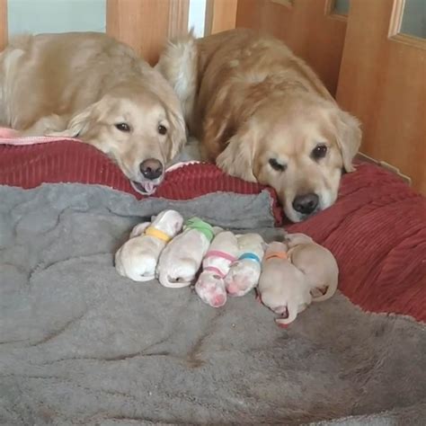 Golden Retriever Parents Watch Over Their Adorable 7 Newborn Puppies