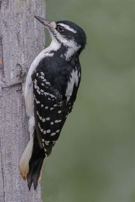 Hairy Woodpecker Seward Alaska 1706 Alan Gutsell Flickr
