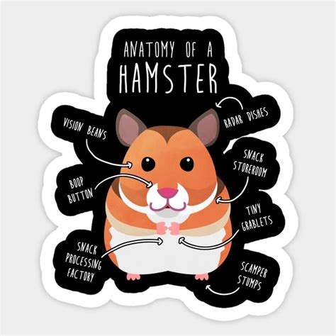 Syrian Hamster Anatomy Hamster Sticker Teepublic