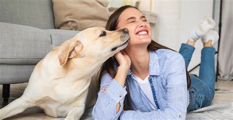 Se Ales Que Indican Qui N Es La Persona Favorita De Tu Perro