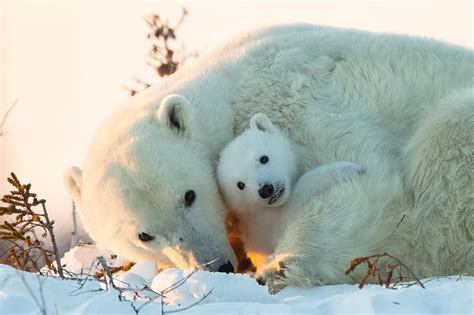 Bears Polar Bear Cub Baby Animal Hd Wallpaper Peakpx