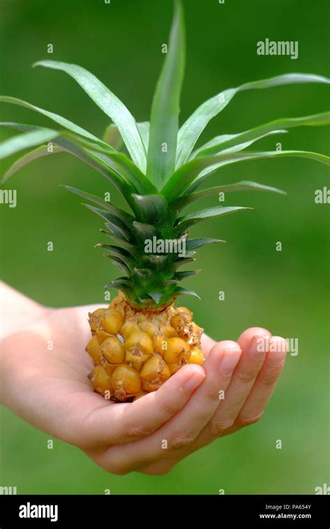 Miniature Pineapple High Resolution Stock Photography And Images Alamy