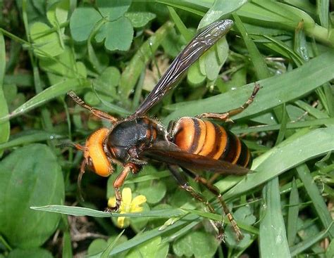 Asian Giant Hornet Insect Facts Vespa Mandarinia Murder Hornets A