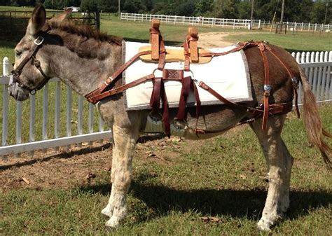 Where To Find Donkey Burro Pack Saddles