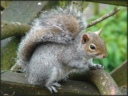 Pictures of baby grey squirrels. Grey Squirrel Fact File