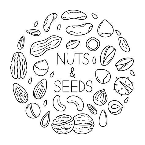 Hand Drawn Set Of Nuts And Seeds Doodle Almond Hazelnut Pistachio