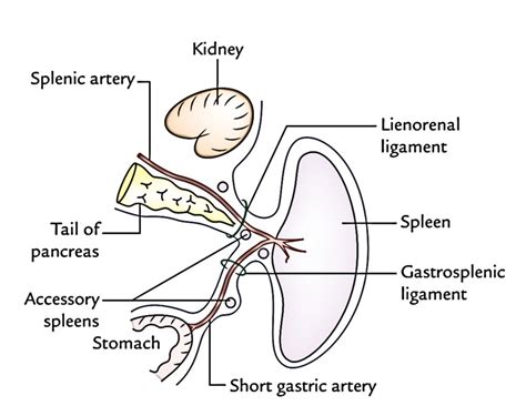 Spleen And Kidney Anatomy