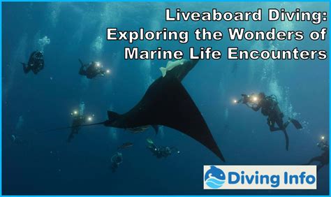 Marine Life Encounters On Liveaboards Diving Info