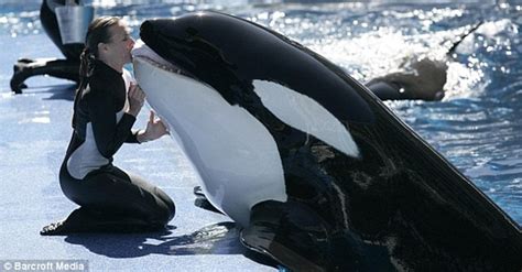 Tilikum The Orca Performs For Seaworld Crowds In First Show Since