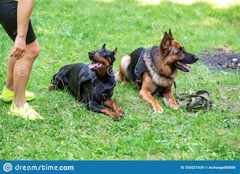Doberman And German Shepherd On The Grass In The Forest Stock Image Image Of Looking Black