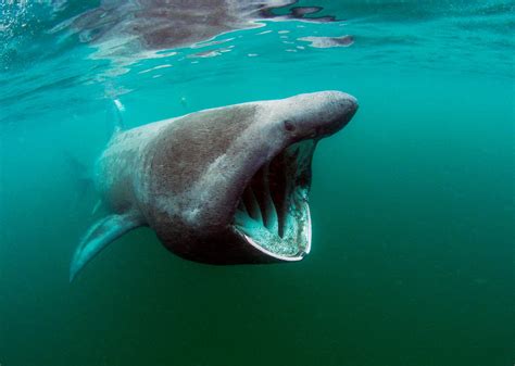 Rare Huge Basking Shark Caught Off Australia