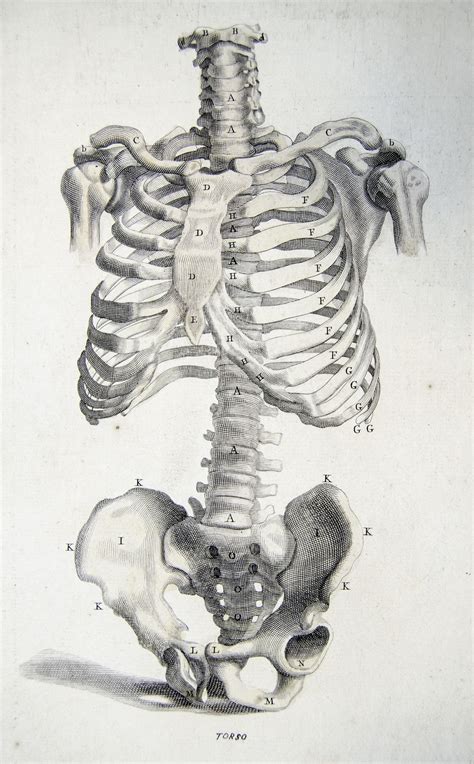 Bones Of The Torso From Anatomy Improvd And Illustrated Human