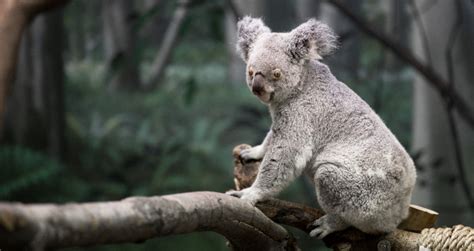 Koala Ty Facts About Koalas Cleveland Zoological Society April 07 2020