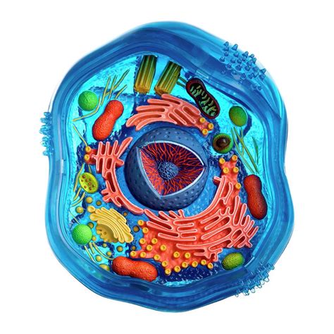 Model Of An Animal Cell Photograph By Science Photo Library Pixels