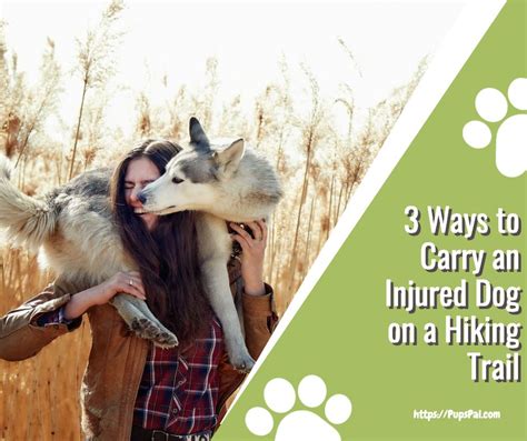 3 Ways To Carry An Injured Dog On A Hiking Trail