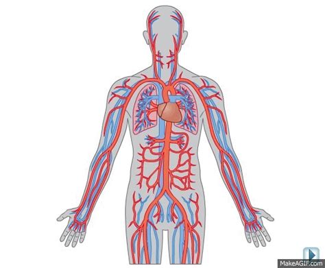 Adv Science Circulatory System