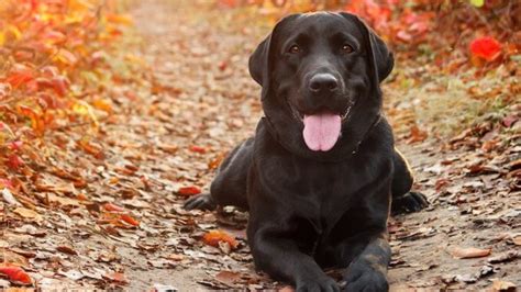 Labrador Retriever Complete Guide For New Owners All Things Dogs