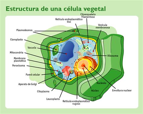 Estructura Y Organelos De Las Células Célula Vegetal
