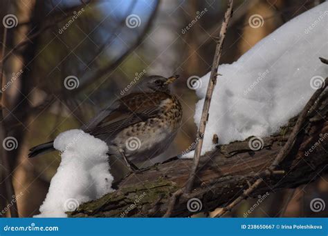 Fieldfare Thrush Bird Snowbird On A Tree And Snow In Winter Forest