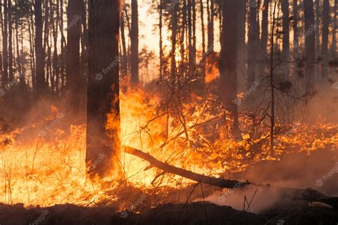 Premium Photo Big Forest Fire In Pine Stand