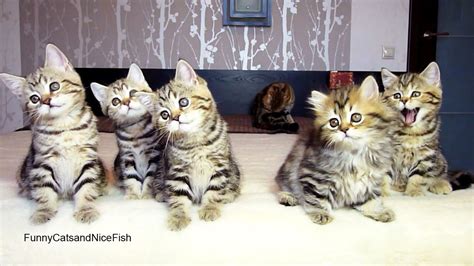 Funny Cats Chorus Line Of Kittens Performs Christmas