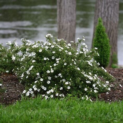 25 Bushes With White Flowers White Flowering Shrubs