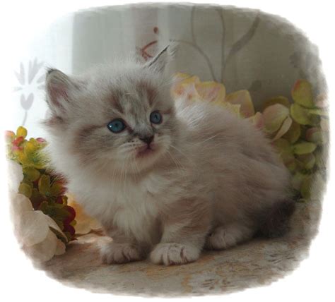 Absolutely amazing neutered male cat for sale. Cats for sale - Napoleons ** Munchkins - in Burlington, Iowa