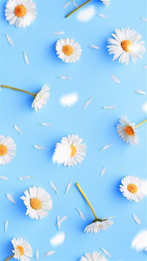 Cute Daisy Wallpapers Wallpaper Cave