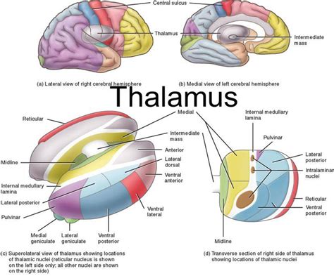 Anatomy Of Thalamus