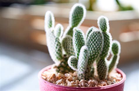 Cactus need warmth and in northpole there is freezing weather and freezing water, cactus can't survive in northpole. Cactus-Care-Tips-PLUS-Hottest-Varietiesbunny-ear-cactus ...