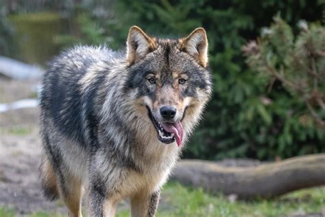 Die Rückkehr Der Wölfe Zoo Berlin