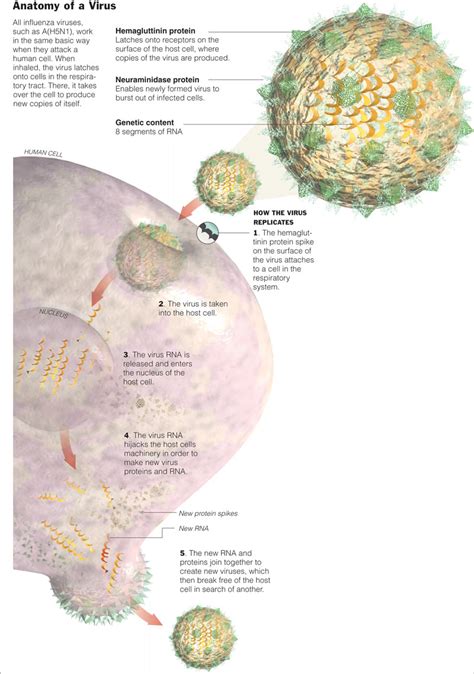 The New York Times Health Image Anatomy Of A Virus