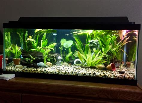 20 Gallon Long Tank Fish Tank Decorations Fish Aquarium Decorations