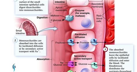 Digestion And Absorption Of Carbohydrates Proteins And Fats Medical Yukti