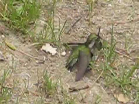 Ruby Throated Hummingbirds Mating YouTube