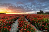 Daniel Wretham Photography | Poppy Fields & Locations | Dorset Poppies