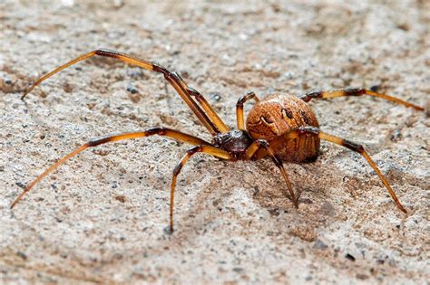 Por Qué Los Machos De Estas Arañas Prefieren Aparearse Con Hembras Maduras