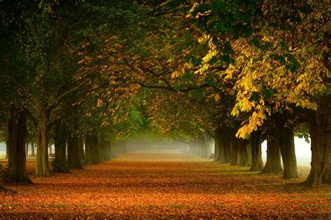 Nature Trees Mist Leaves Path Landscape Fall Tunnel Morning Wallpaper
