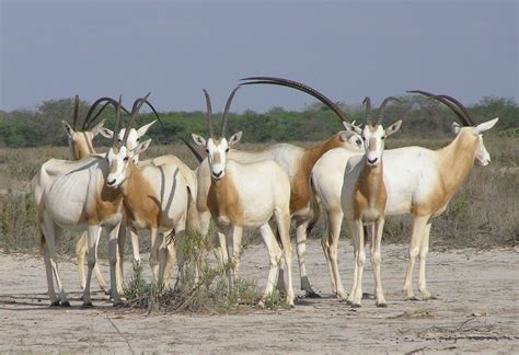 Senegalese Wildlife Is Like Having A Safari In Your Backyard Its Home