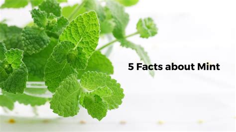 5 Facts About Mint 5 Facts Hub Youtube