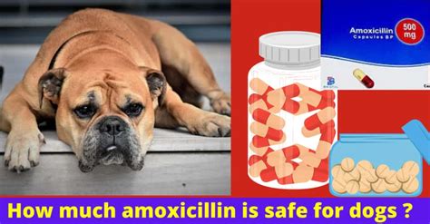 How Much Amoxicillin For Dogs Safe Amoxicillin Dosage Serve Dogs