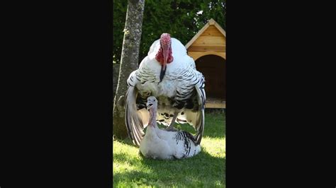 Turkey Mating Youtube
