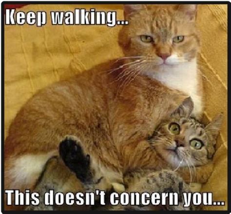 Funny Cat Humor Keep Walking Refrigerator Magnet Ebay